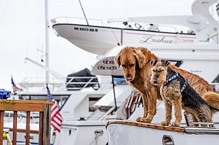 Due cani cinque mesi alla deriva nell’Oceano con le loro umane, ci pensano i Marines