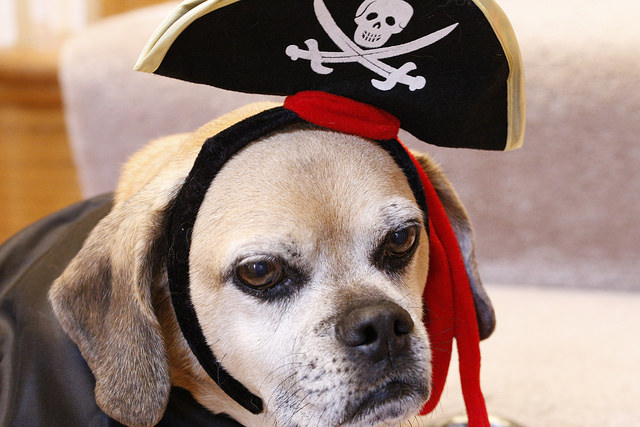 cane-halloween-pirata