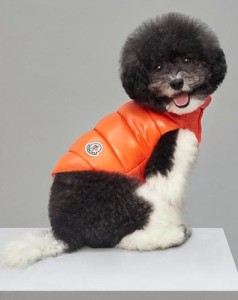Moncler Poldo Dog Couture