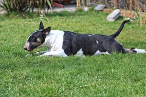 Un cane di razza bull terrier come Sid