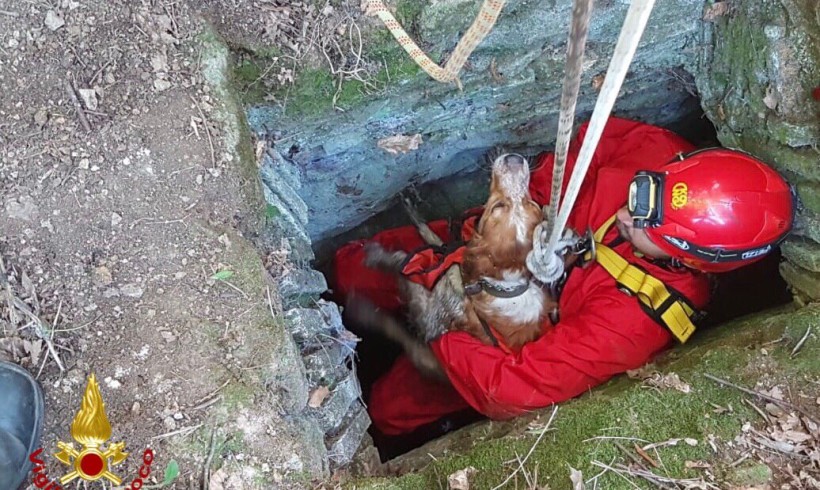 Passeggiate domenicali spericolate, vigili del fuoco in azione per salvare cagnolini pasticcioni