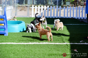 Il dog sitter può anche solo tenere compagnia al cane