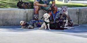 La passeggiata non è che un aspetto dell'attività di dog sitting