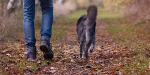 passeggiata-bosco