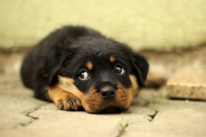 rottweiler-cucciolo