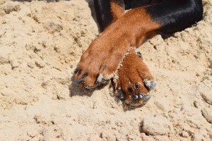 La soluzione di PawClean è lenitiva, perfetta anche in caso di scottature