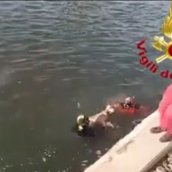 Cane maldestro finisce nel fiume – VIDEO